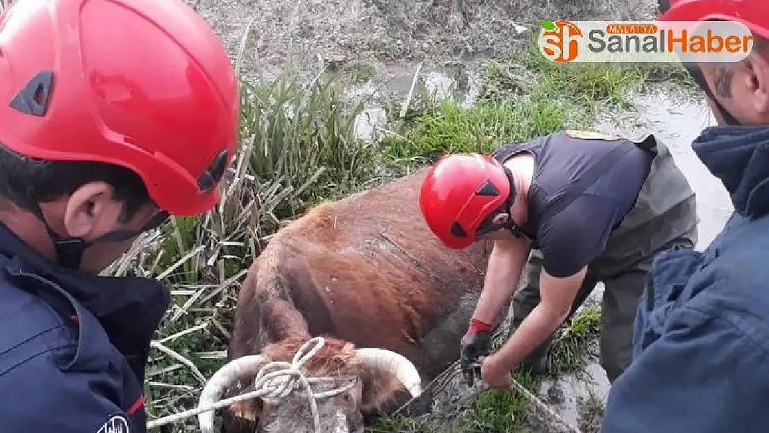 Bataklığa saplanan inek kurtarıldı