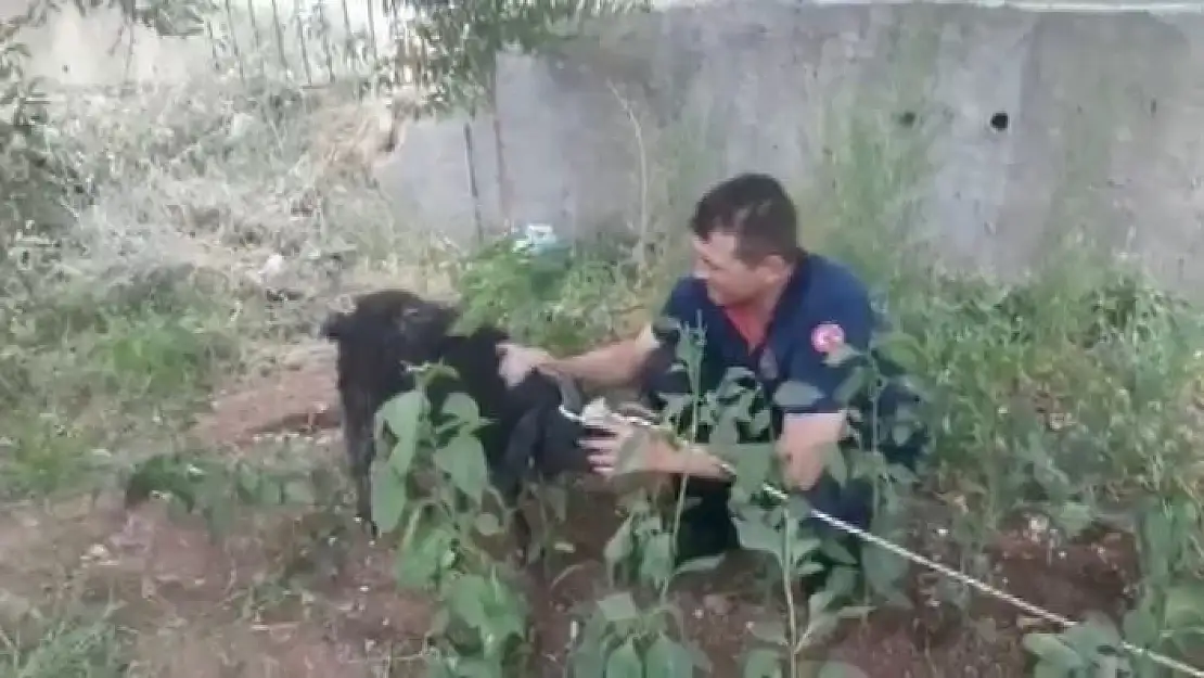 'Bataklıkta keçi kurtarma operasyonu'