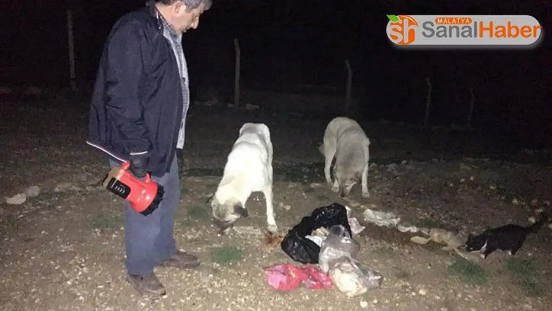 Bayat ekmekler sokak hayvanlarını besledi