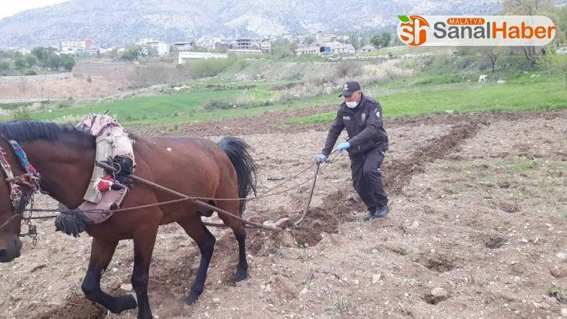 Bekçi, kara sabanla tarla sürdü