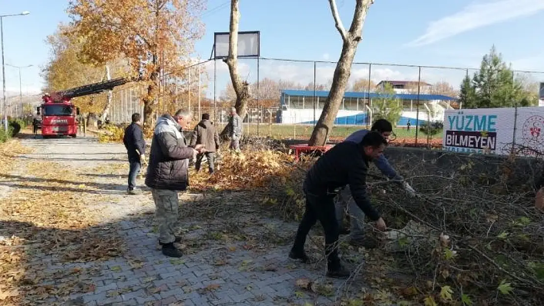 'Belediye ekipleri ağaçları buduyor'