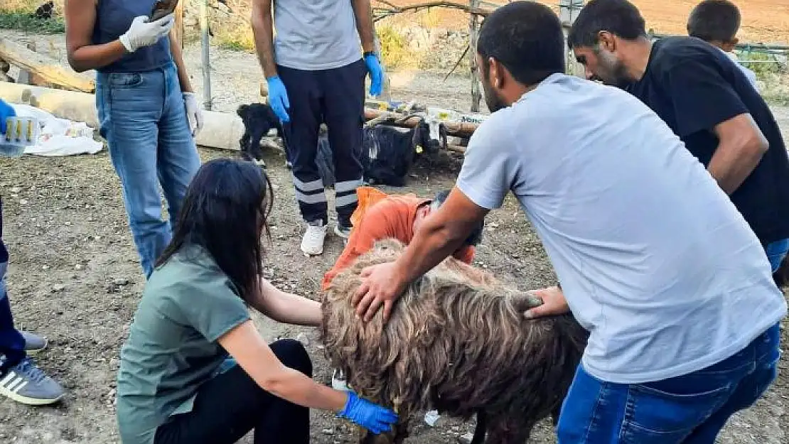 'Belediyeden Mardin ve Diyarbakıra veteriner ve itfaiye desteği'