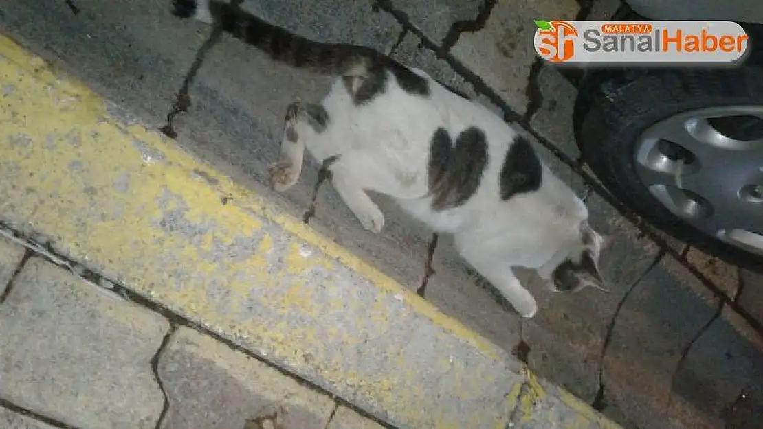 Beli kırılan kediyi belediye ekipleri tedaviye aldı