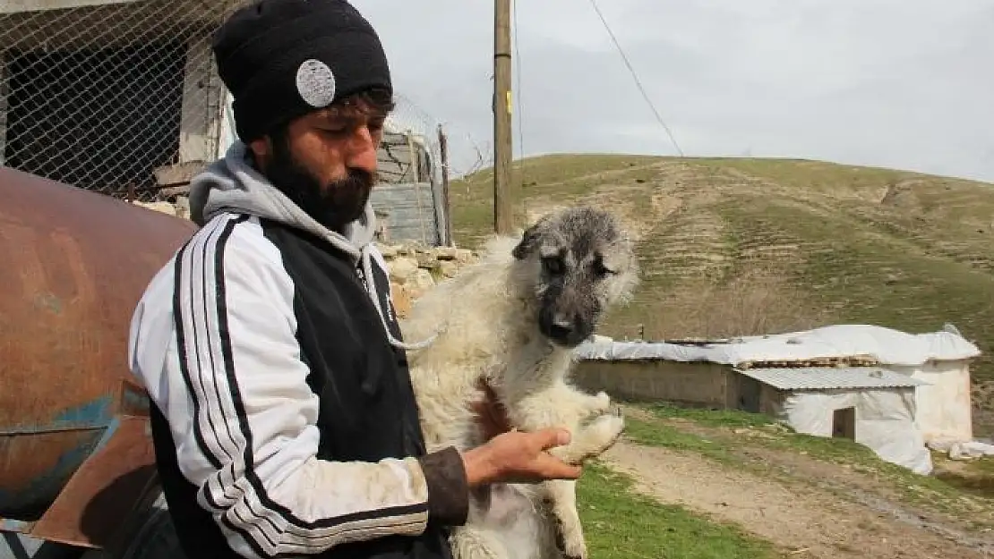 'Beş ayaklı engelli köpek yürüyemiyor'