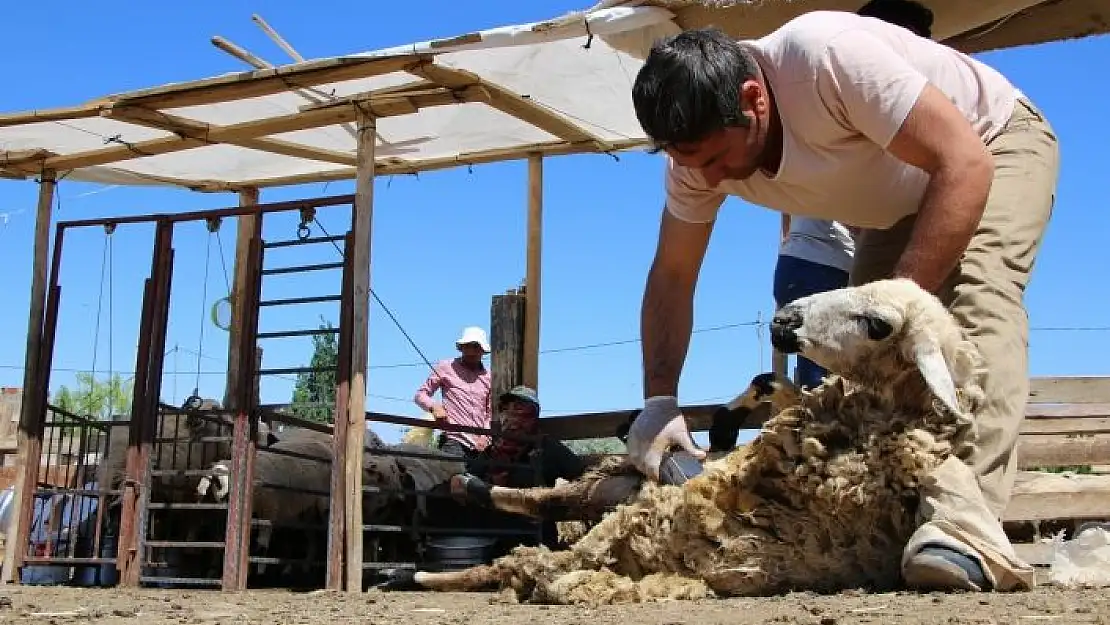 'Besicilerin koyun kırkma mesaisi başladı'