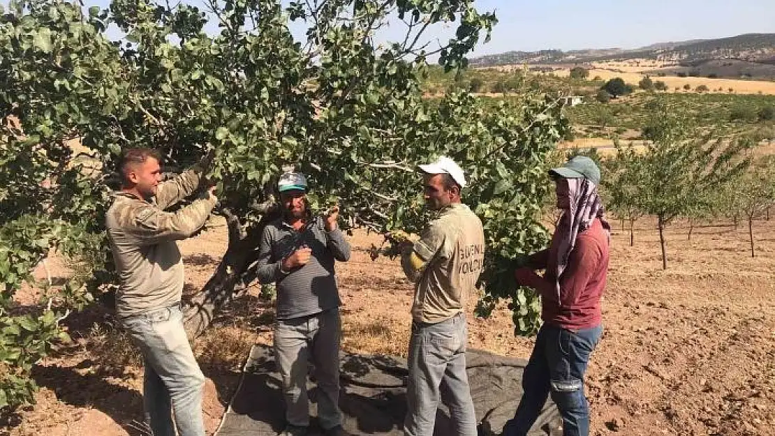 'Besni´de Antep Fıstığı hasadı başladı'