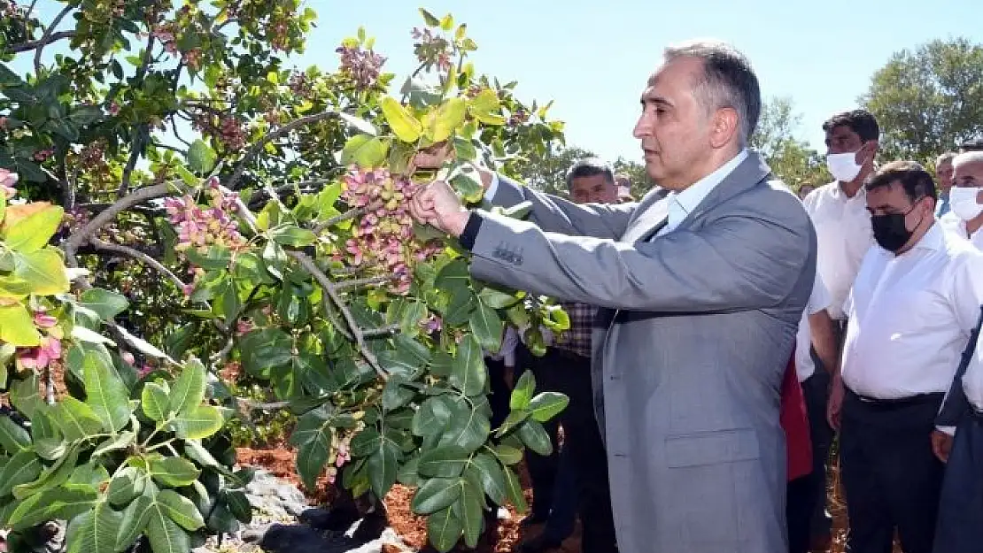 'Besni´de fıstık hasadı başladı'