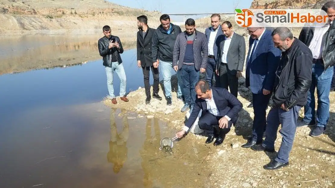 Beylerderesi göletine 10 bin sazan bırakıldı