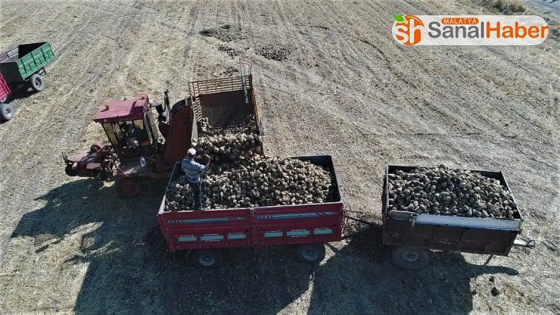 Bin 145 çiftçinin ektiği pancarda verim yüz güldürdü