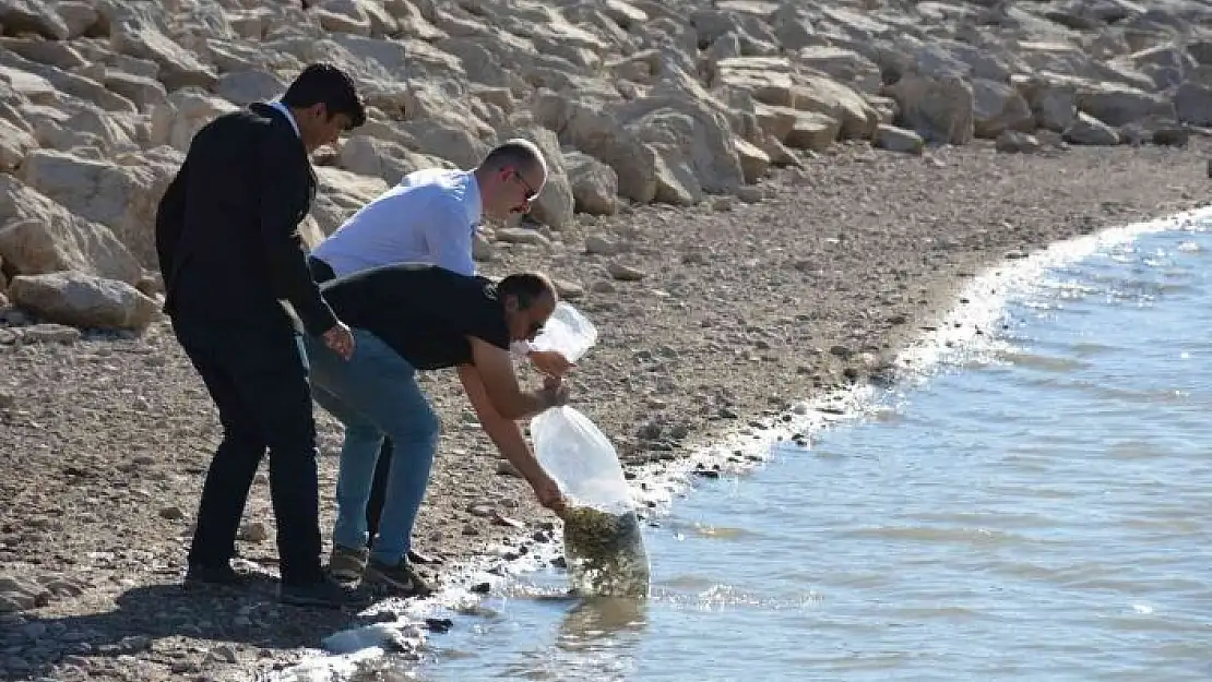 'Binlerce sazan yavrusu suya bırakıldı'