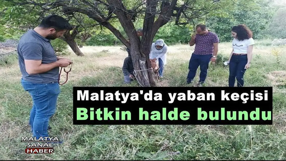 Malatya'da yaban keçisi Bitkin halde bulundu