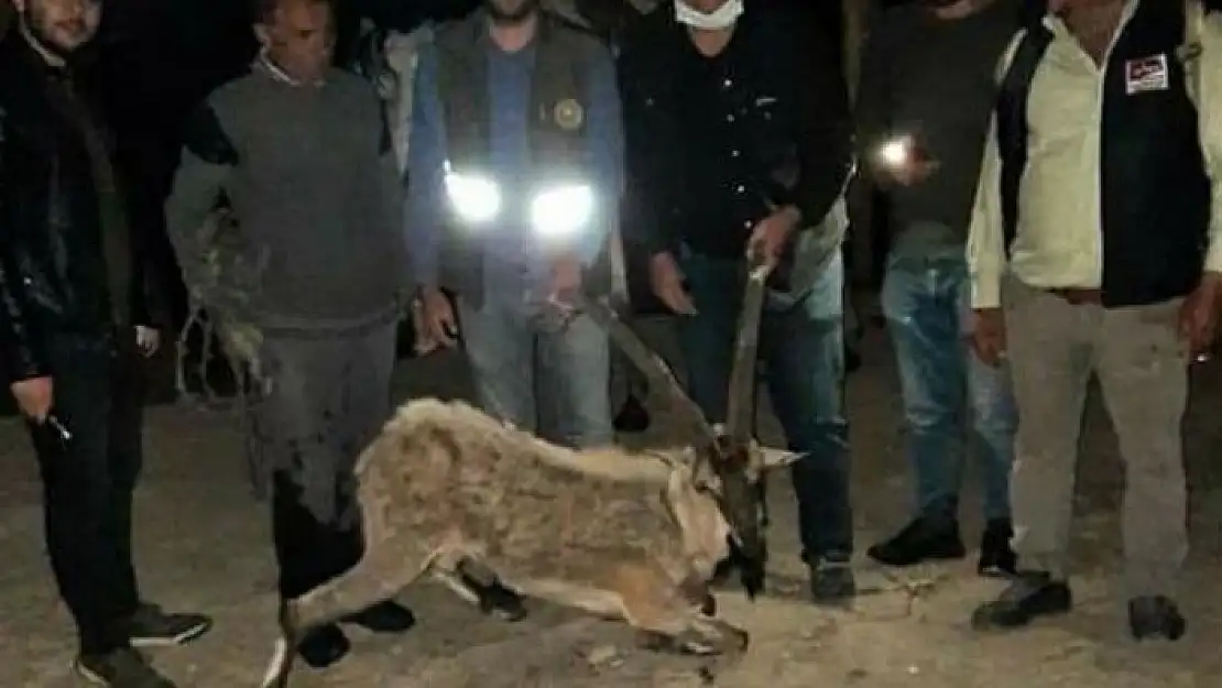 'Bitkin halde bulup at sırtında taşıdılar'