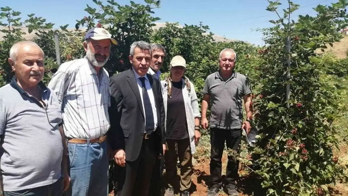 'Böğürtlende sevindiren verim'