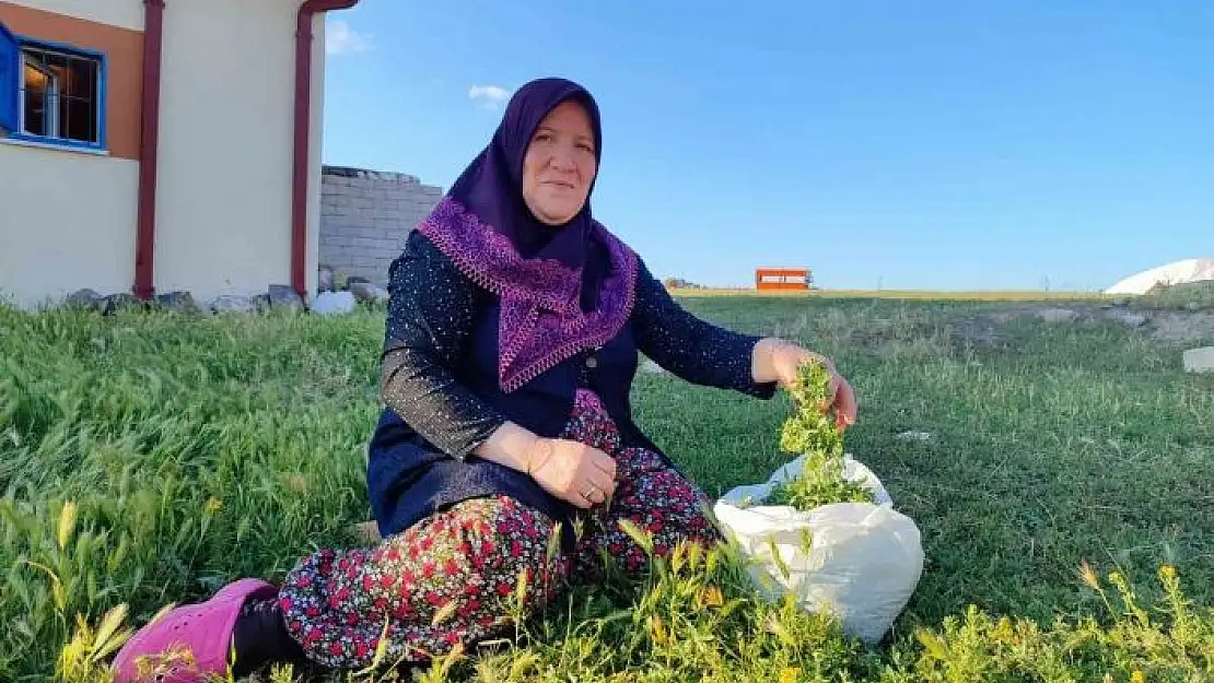 'Bol yağışlar türkülere konu olan madımak sezonunu uzattı'