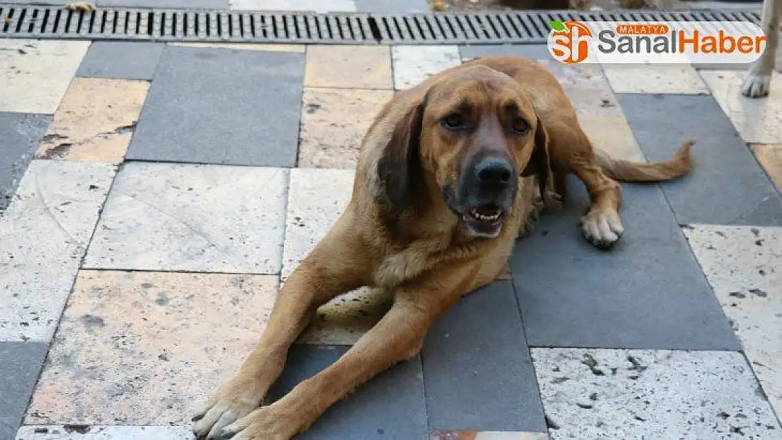 Boş sokaklar köpeklere kaldı