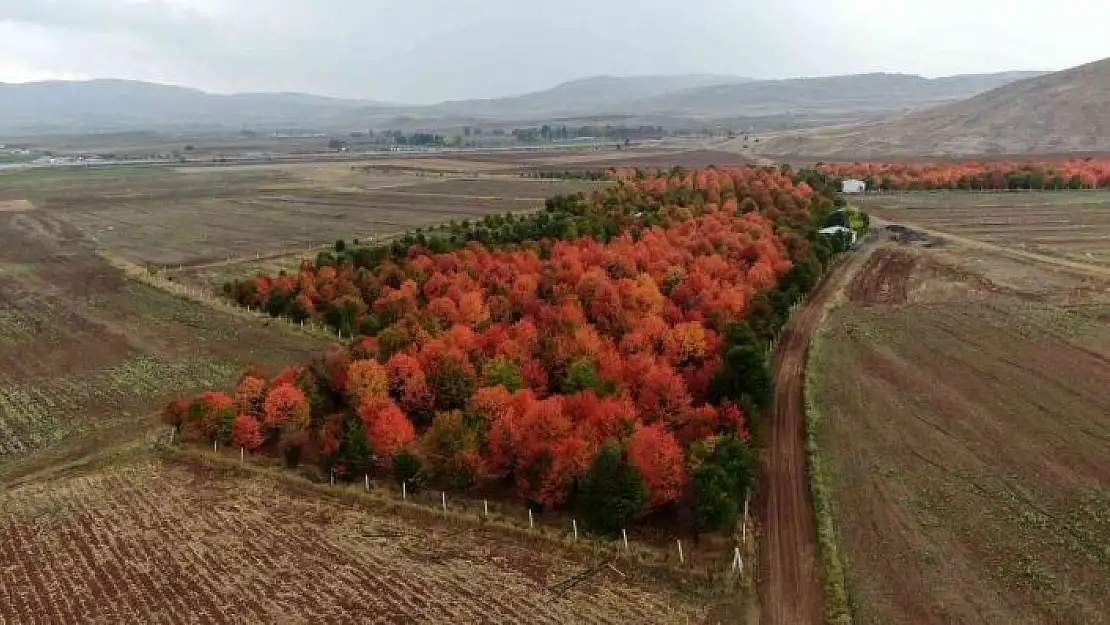 'Bozkır tuvale dönüştü, oluşan manzara mest etti'