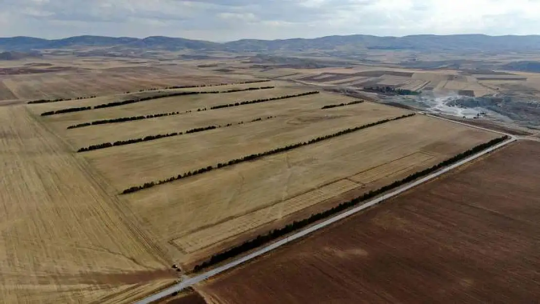 'Bozkırda, ekinlere siper olsun diye ağaçlarla sed çektiler'