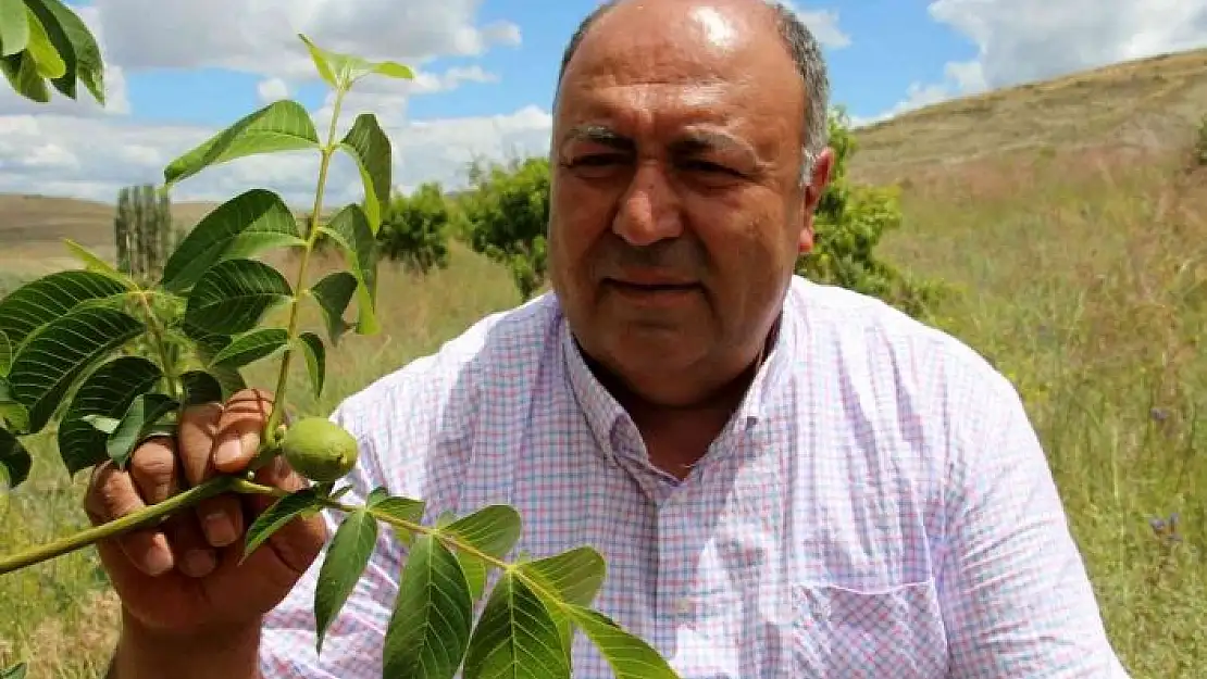 'Bu beldede her hanenin bir dikili ağacı var'