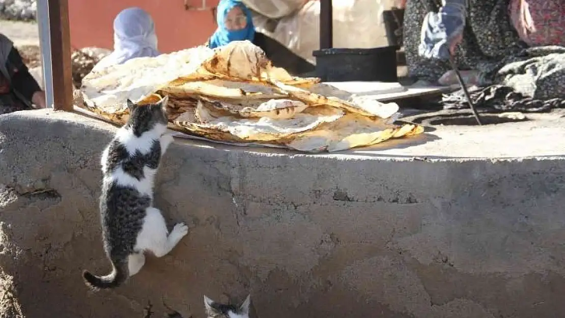 'Bu da ´Ekmeğinin peşinde koşan´ kedi'