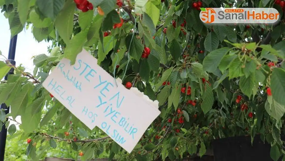 Bu kirazdan isteyen herkes yiyebilir