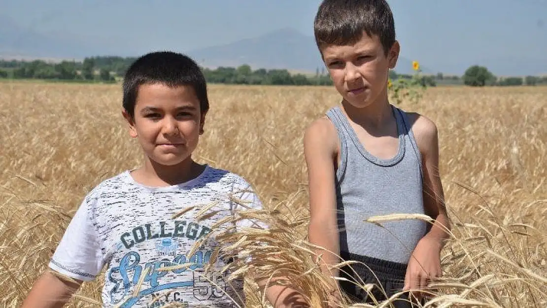 Buğdayın atası olarak bilinen siyez buğdayında hasat sevinci