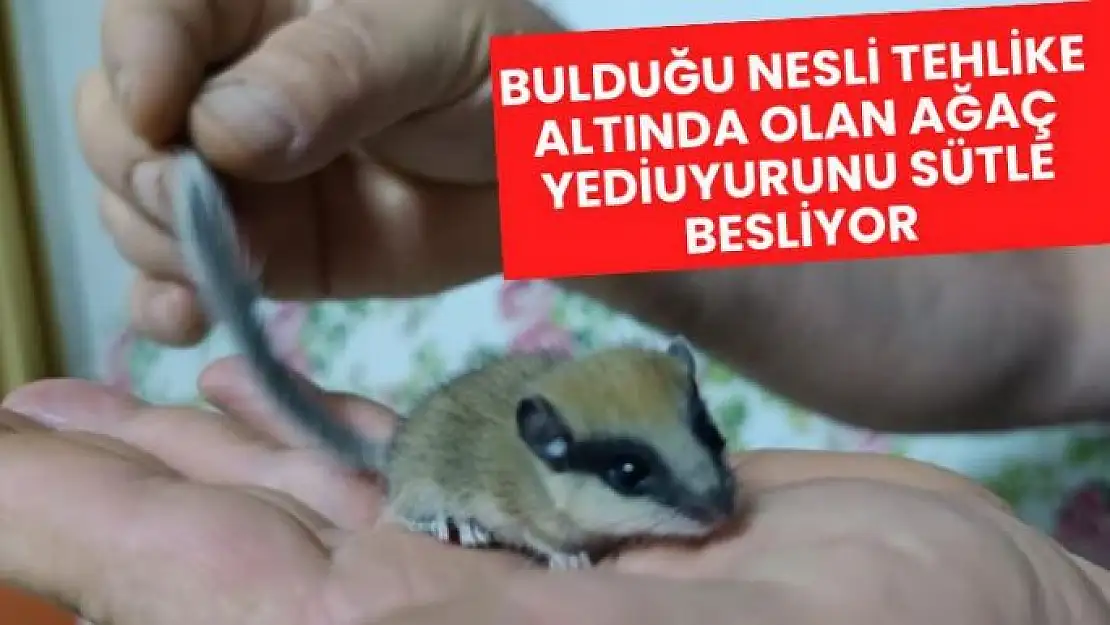 Bulduğu nesli tehlike altında olan ağaç yediuyurunu sütle besliyor