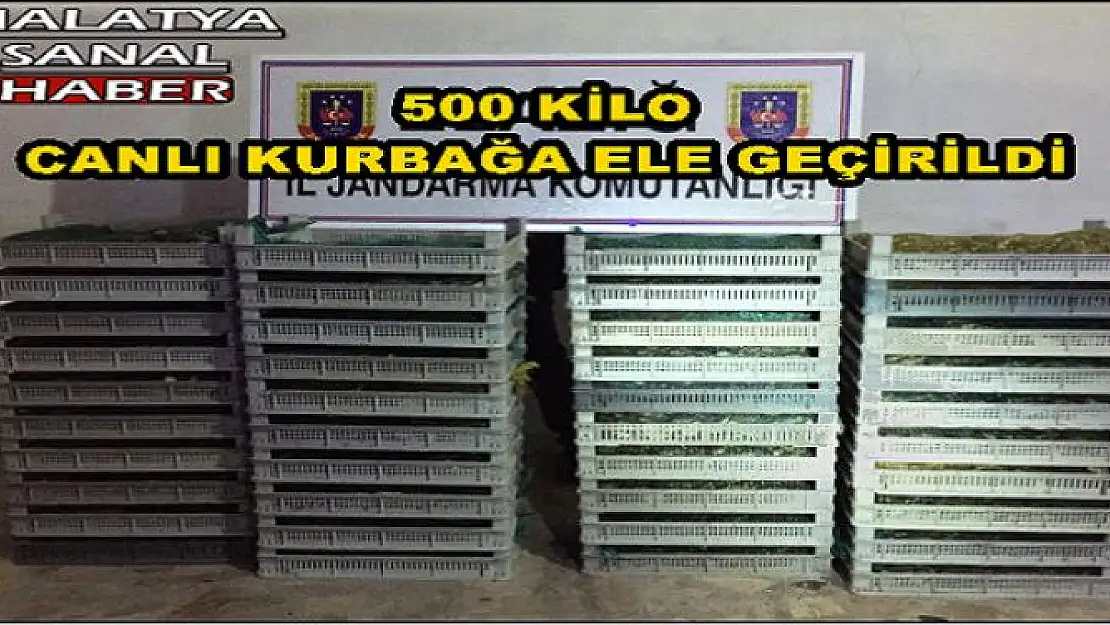 500 KİLO  CANLI KURBAĞA ELE GEÇİRİLDİ