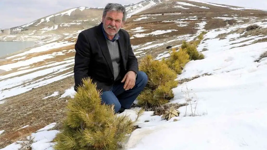 'Büyük umutlarla oluşturulmak istenen orman, keçilere yem oldu'