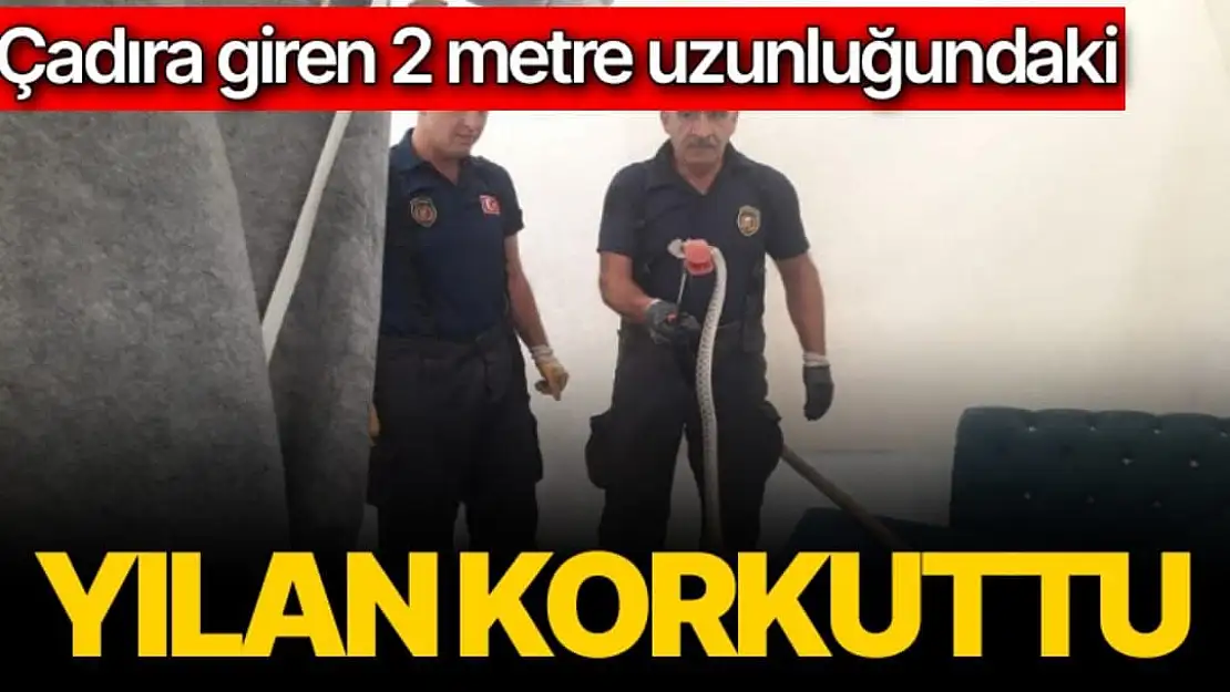 Çadıra giren 2 metre uzunluğundaki yılan korkuttu