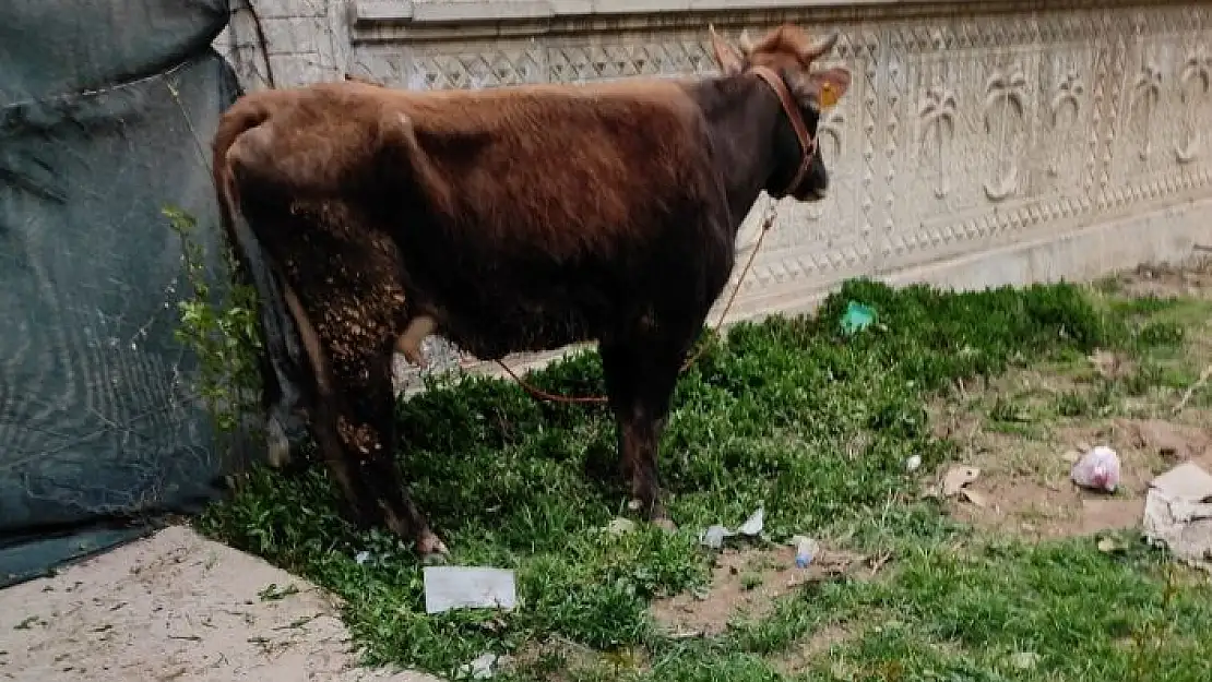 'Çalınan inek metruk binada bulundu'