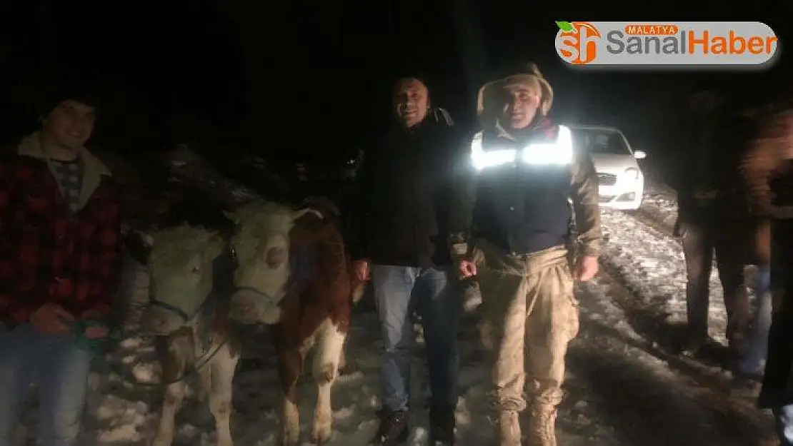 Çalındığı düşünülen ineklerin firar ettiği anlaşıldı