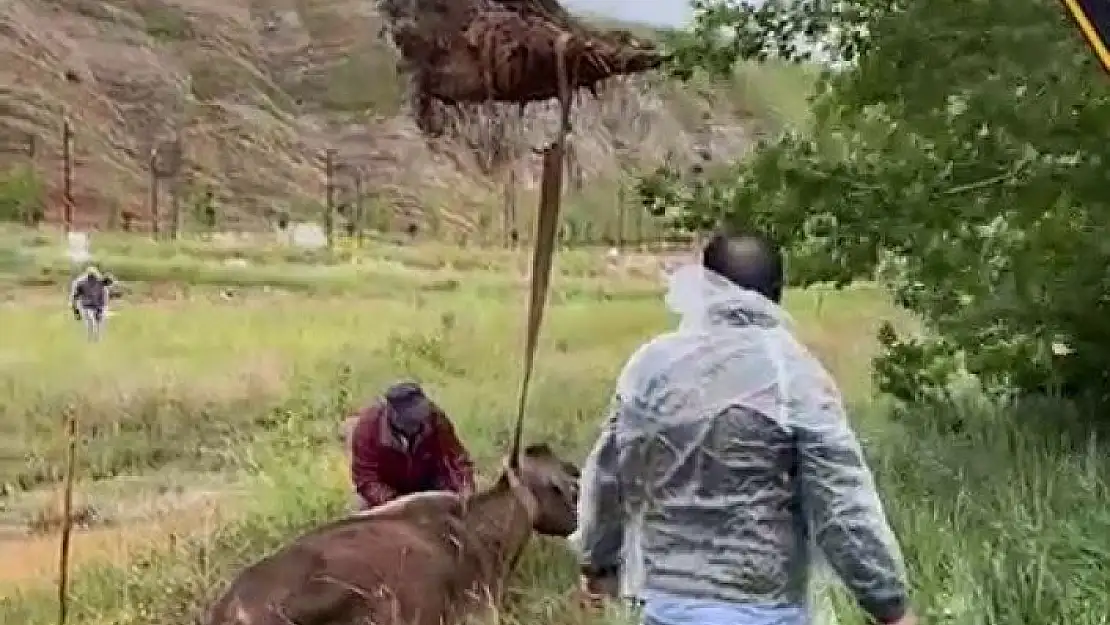 'Çamura saplanan inek iş makinesi ile kurtarıldı'