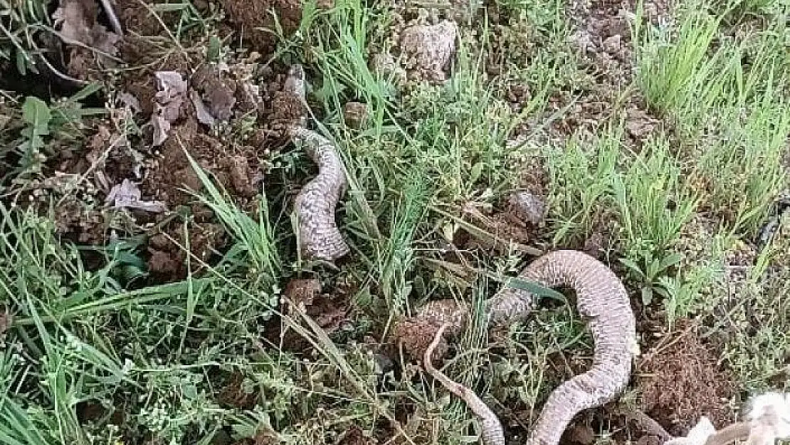 'Çapa makinesine takılan 3 metrelik dev yılan paniğe neden oldu'