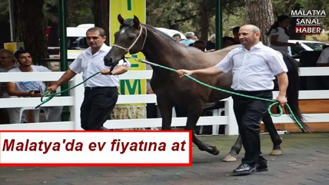 Malatya'da ev fiyatına at