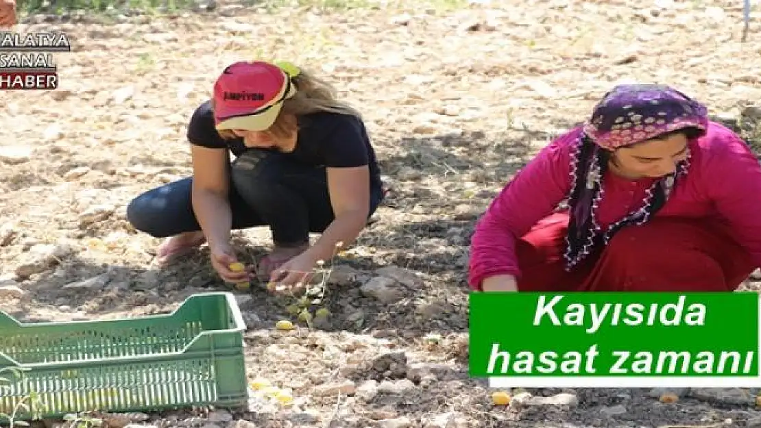 Kayısıda hasat zamanı