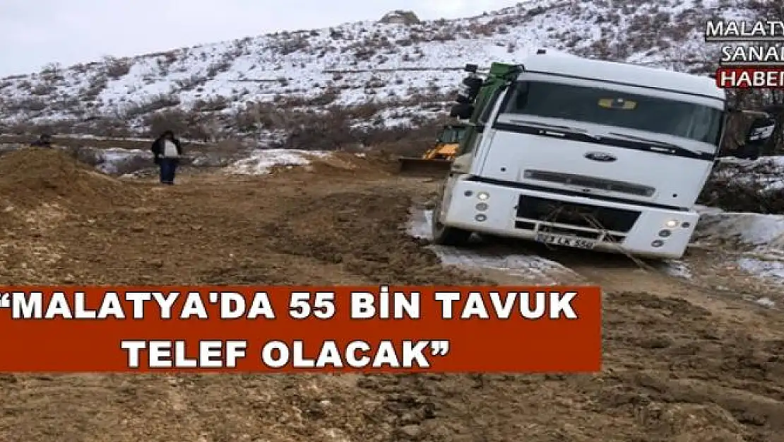 'MALATYA'DA 55 BİN TAVUK TELEF OLACAK'''''