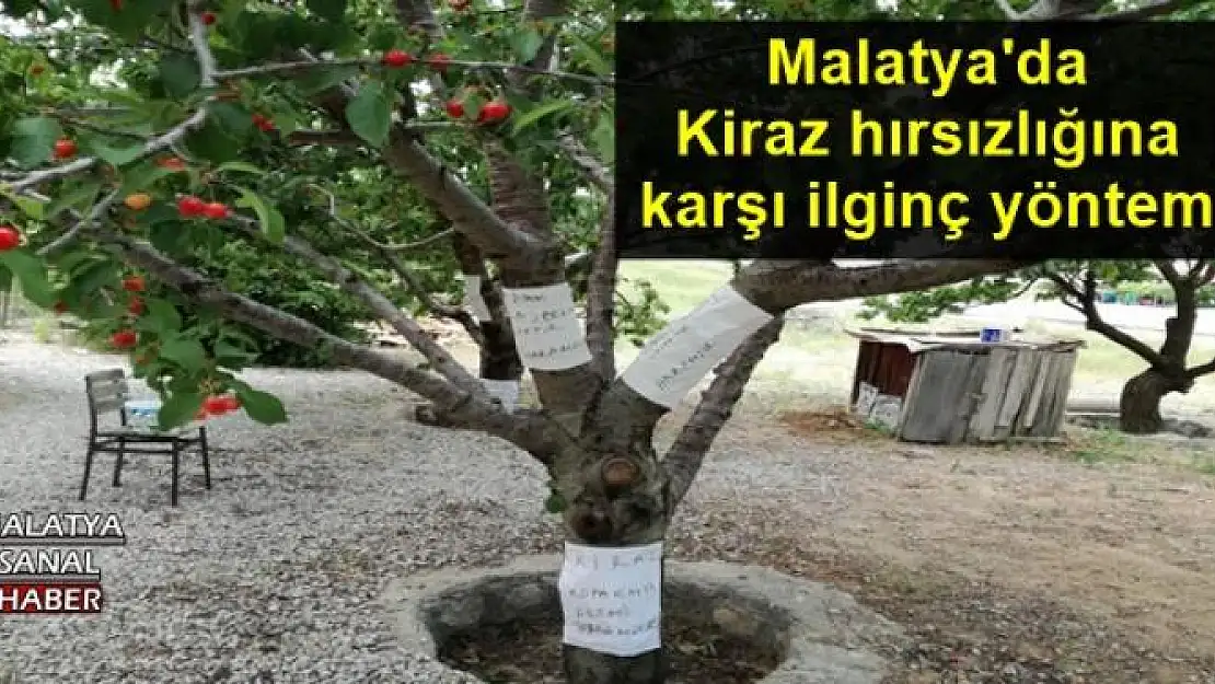 Malatya'da  Kiraz hırsızlığına  karşı ilginç yöntem