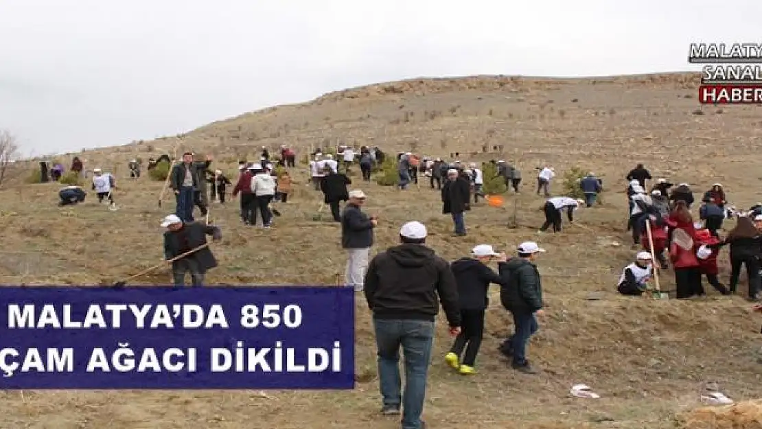  MALATYA´DA 850 ÇAM AĞACI DİKİLDİ