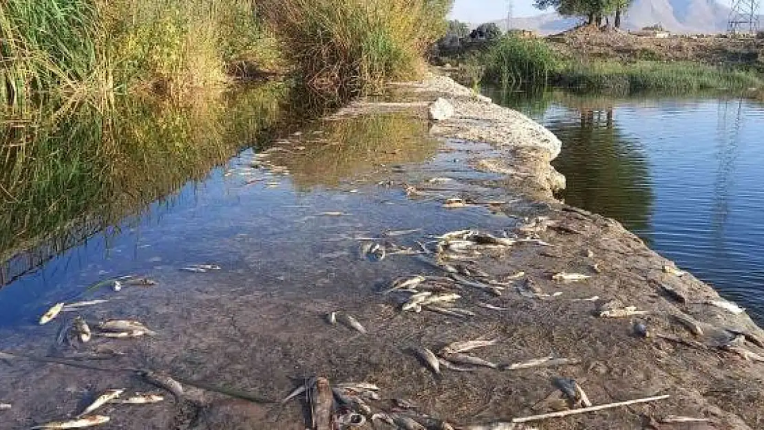 'Çaydaki balık ölümleri tedirgin etti'