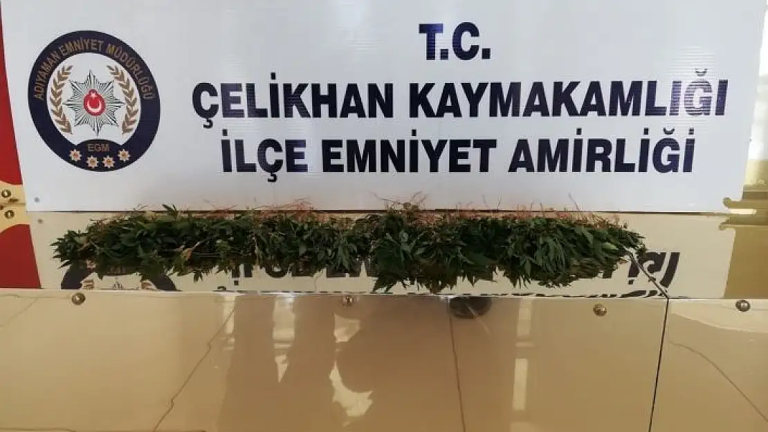 'Çelikhan´da kenevir bitkisi ele geçirildi'