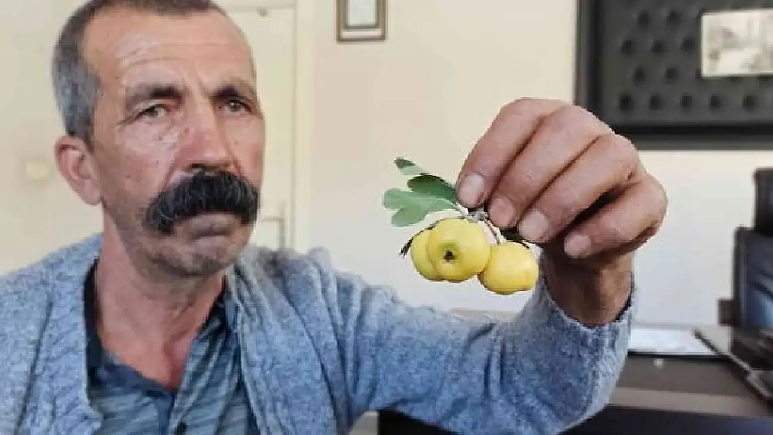 'Ceviz büyüklüğündeki alıçlar görenleri şaşırtıyor'