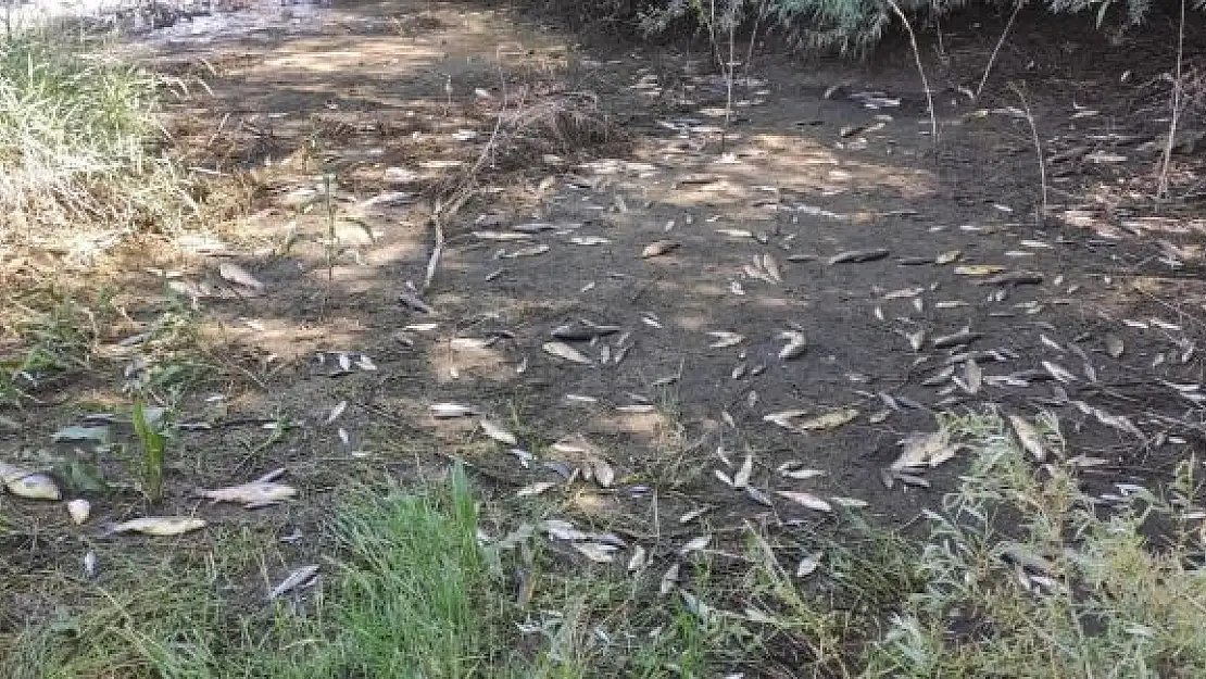 'Ceyhan Nehri´nde oksijensiz kalan balıklar telef oldu'