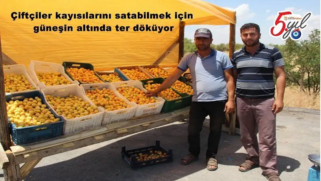 Çiftçiler kayısılarını satabilmek için güneşin altında ter döküyor