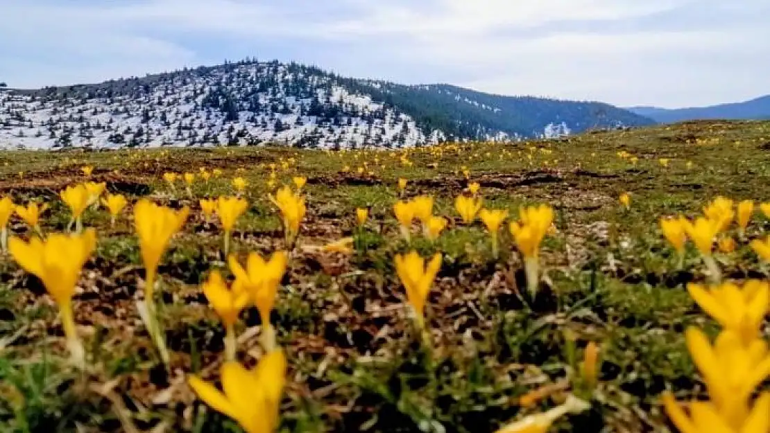 'Çiğdem çiçekleri doğayı süsledi'