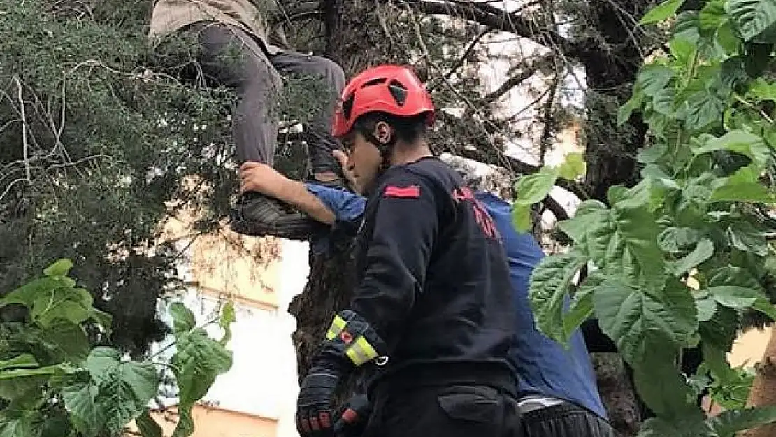 'Çıktığı ağaçta fenalaşan adamı itfaiye kurtardı'