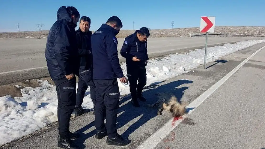 'Çizgili sırtlan kazada telef oldu'