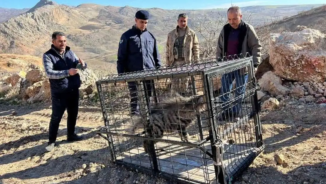 'Çizgili sırtlan traktör sürücüsüne yolda eşlik etti'