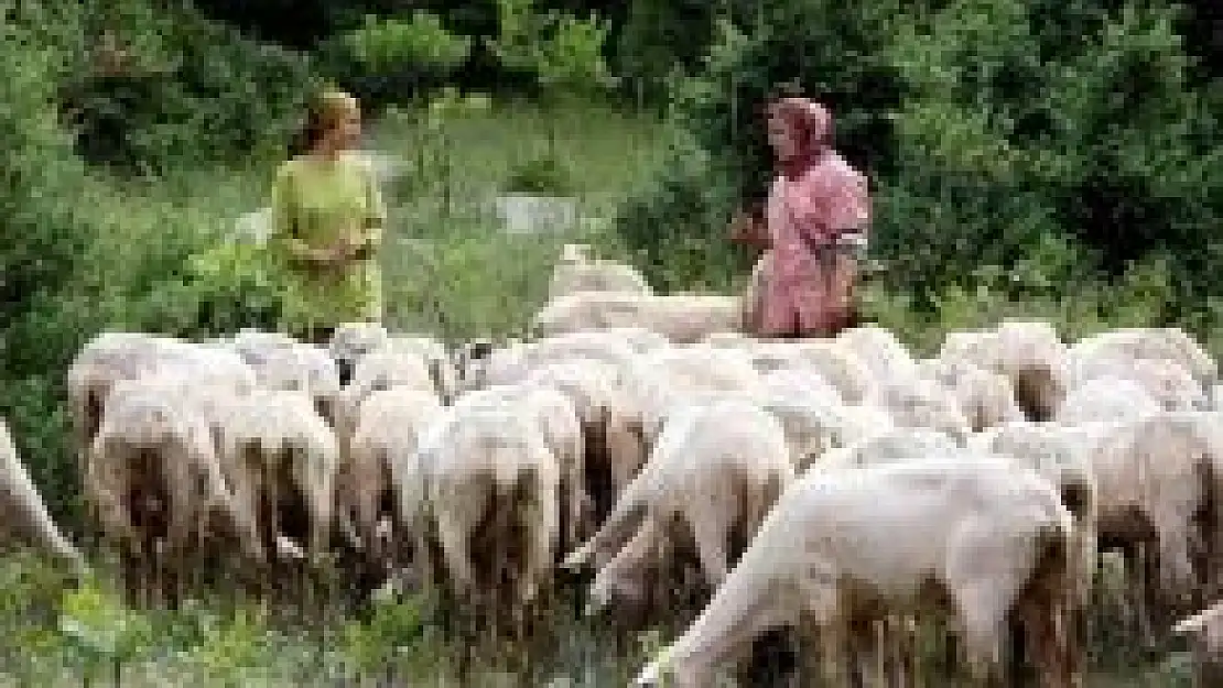 Bunlar da girişimci çoban kız kardeşler