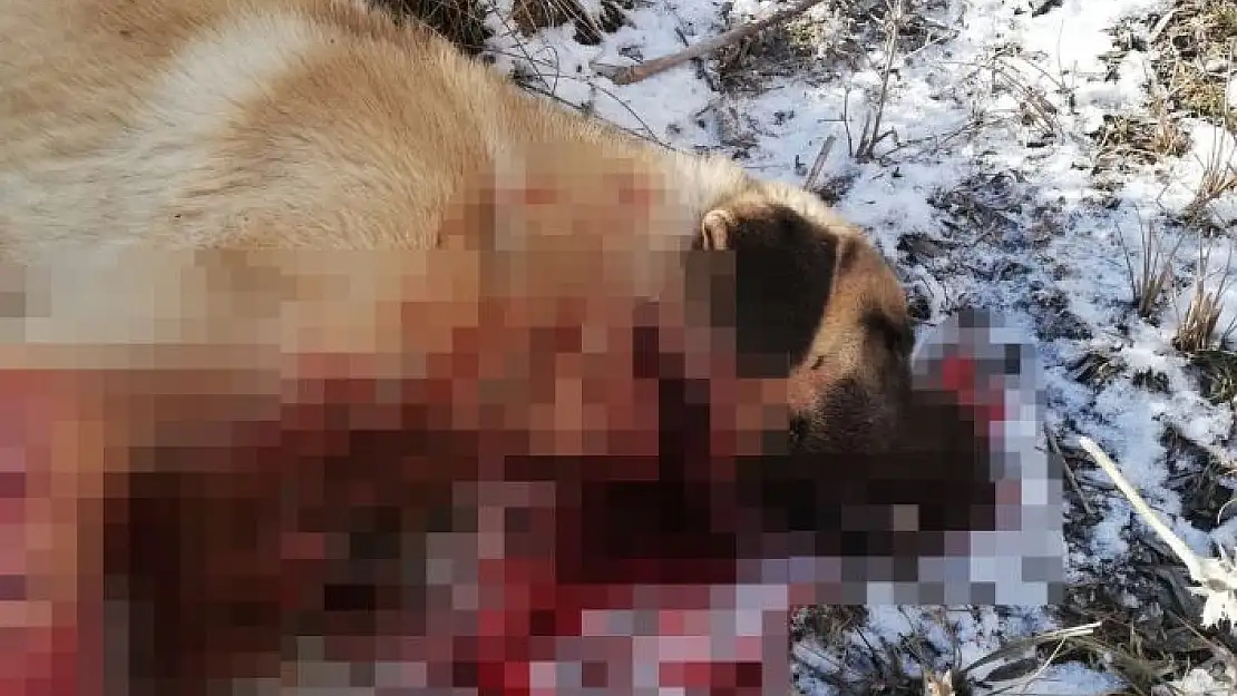'Çocuğu gibi sevdiği köpeği canice öldürüldü, konuyu yargıya taşıdı'