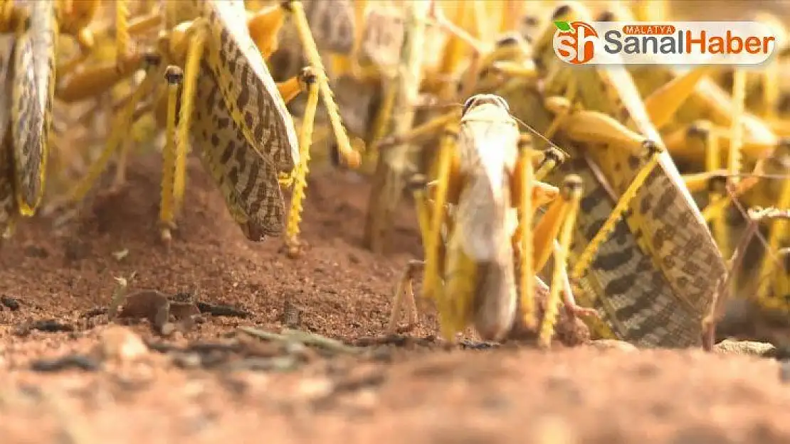 Çöl çekirgelerinin Afrika'yı ikinci kez istila etmesi bekleniyor